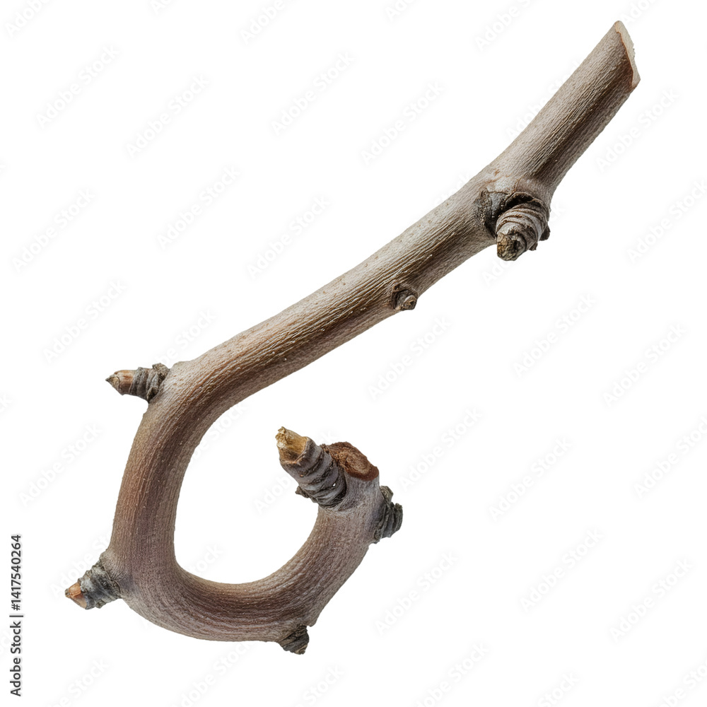 Poster close up of a twisted hazel branch with dry knots, isolated on a white background with clipping path