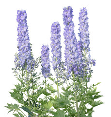 Purple delphiniums blooming, isolated on a transparent background
