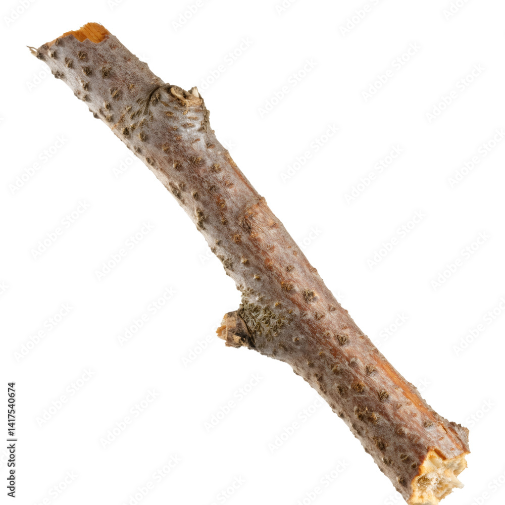 Poster willow branch displaying peeling bark, isolated on transparent background with clipping path