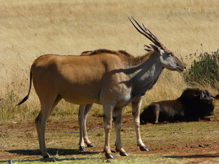 Eland antelopes in natural habitat, standing in open grassy plains surrounded by dry vegetation under sunlight with another mammal resting nearby