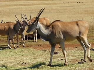 Eland antelopes in natural habitat, standing in open grassy plains surrounded by dry vegetation under sunlight with another mammal resting nearby