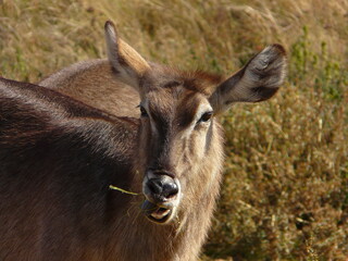 A close view of an antelope chewing on grass in an outdoor natural environment
