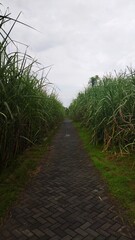 Obraz premium Serene Pathway Through Lush Green Sugarcane Fields on a Cloudy Day