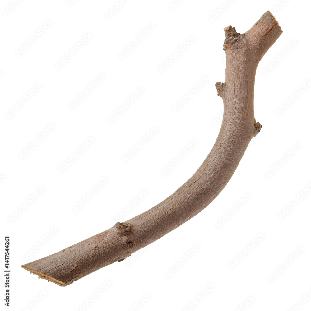 Poster single curved dry maple branch isolated on transparent background with clipping path