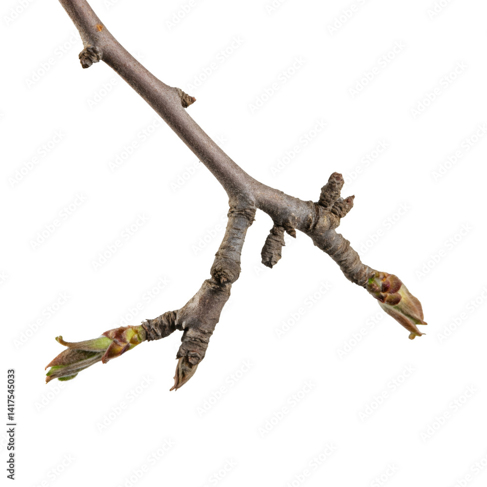 Poster close up of an apple tree twig with small, delicate buds growing, isolated on a transparent backgrou