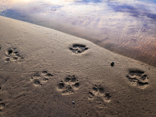 Traces of a wolf in the snow, traces in the snow. traces of the beast, traces in the snow. The footprints of the beast on the white snow in winter. Everything is covered with snow.