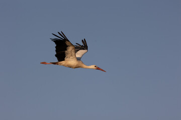 White Stork Flying in a Clear Sky