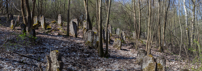 Matzevot at neglected Jewish cemetery in Checiny, Poland.