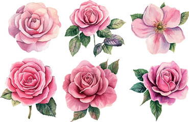 set of pink roses vector