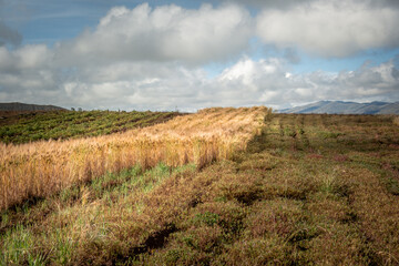 Fototapeta premium wheat field in the bolivian altiplano in latin america - food concept
