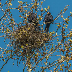 Pair of carrion crows builds a nest on a tree, clear blue sky in background