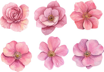 set of pink flowers isolated
