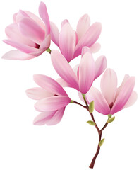 Fototapeta premium pink magnolia flower