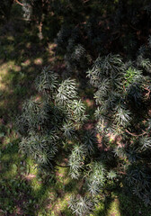 Taxus baccata is a species of evergreen tree in the family Taxaceae, native to Europe, as well as Northwest Africa, northern Iran, and Southwest Asia. Needles detail..