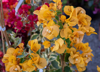 Bougainvillea is a genus of thorny ornamental vines, bushes, and trees belonging to the family Nyctaginaceae. Bouganvillea golden glow. Springtime blooming..