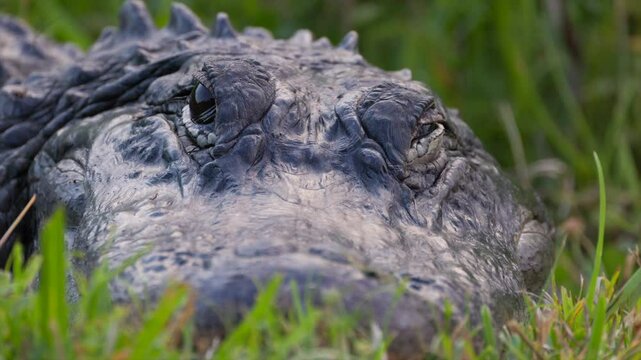 Big sleeping florida alligator reptile dangerous animal close-up, Everglades national park
