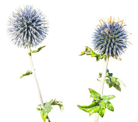 Two blue globe thistles, Echinops bannaticus, isolated on a transparent background