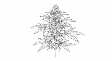 Artistic Cannabis Depictions: Watercolor, Line Art, Digital Paintings & Botanical Accuracy
