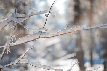 a lot of snow. winter. snow on the branches. winter nature.