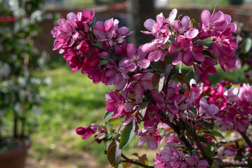 Malus is a genus of many species of small deciduous trees or shrubs in the family Rosaceae. Springtime blooming..