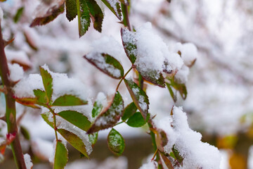 a lot of snow. winter. snow on the branches. winter nature.