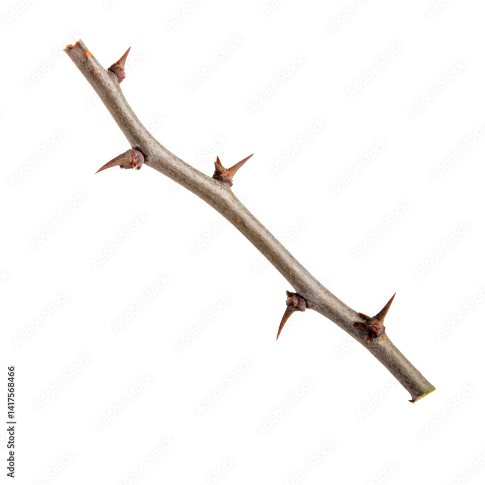 Poster dry thorny hawthorn branch isolated on transparent background, clipping path included