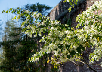 Loropetalum chinense, is a shrub or small tree in the witch-hazel family, Hamamelidaceae. Springtime white blooming..
