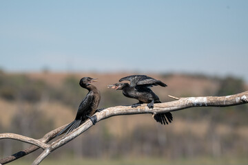Two squabbling reed cormorants perched on a branch
