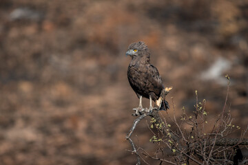 A brown snake eagle perched on abush with a brown background