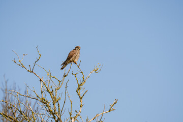 a kestrel (Falco tinnunculus) bird raptor sitting atop a winter tree