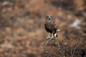 A brown snake eagle perched on abush with a brown background