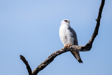 A black shouldered kite perched on a branch against a blue sky