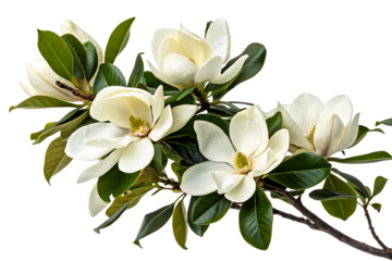 White flowered magnolia branch on a clear background