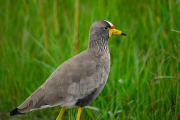 A wattled lapwing against a green background