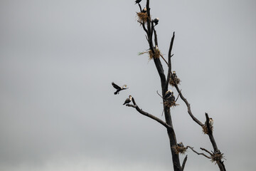 White breasted cormorants nesting in a dead tree