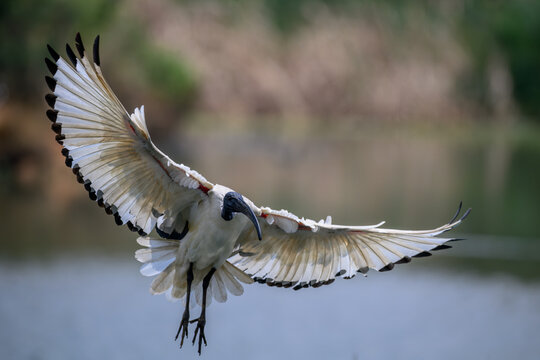 a sacred ibis with its wings stretched about to land