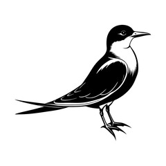 Download Common Tern Silhouette  Vector Art And Illustration Eps File For Design.