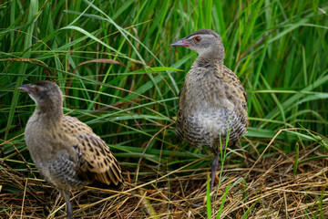 A pair of African crake amongst tall green grass
