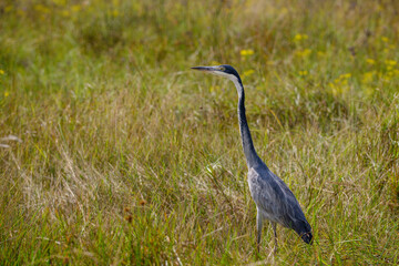A Black-headed heron hunting in tall grass