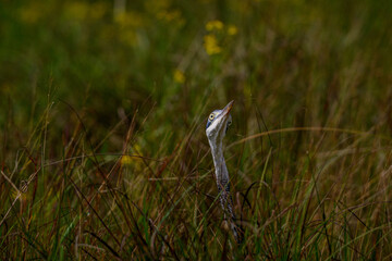 frontal view of a Black-headed herons' head through tall green grass