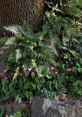 Cyclamen is a genus of 23 species of perennial flowering plants in the family Primulaceae. Springtime blooming..