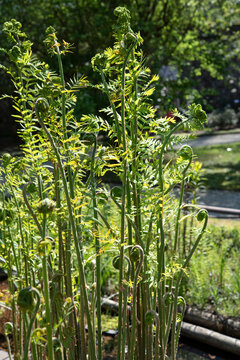 Osmunda regalis, or royal fern, is a species of deciduous fern, native to Europe, Africa and Asia, growing in woodland bogs and on the banks of streams..
