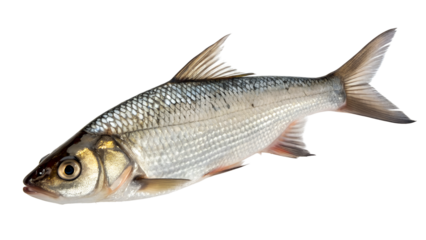 Fresh fish with detailed scales on transparent background