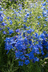 Delphinium grandiflorum is a species of Delphinium known by the common names Siberian larkspur and Chinese delphinium. Ranuncolaceae family. Springtime blooming..