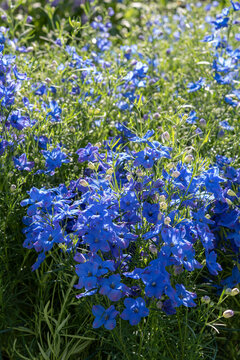 Delphinium grandiflorum is a species of Delphinium known by the common names Siberian larkspur and Chinese delphinium. Ranuncolaceae family. Springtime blooming..