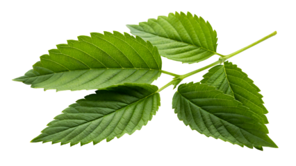 Green leaves on a transparent background for design use