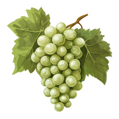 Fototapeta premium Juicy Green Grapes Cluster – Transparent Background Image