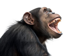 Monkey showing teeth with wide open mouth in playful pose