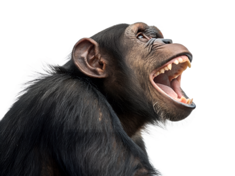 Monkey showing teeth with wide open mouth in playful pose