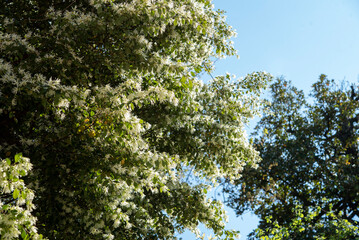 Loropetalum chinense, is a shrub or small tree in the witch-hazel family, Hamamelidaceae. Springtime white blooming..